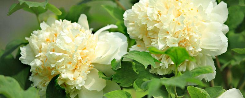 牡丹的品种有哪些，常见的有紫斑、首案红等