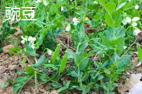 立夏适合种什么菜，可以种豌豆、笋等