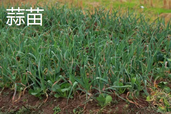 立夏适合种什么菜，可以种豌豆、笋等