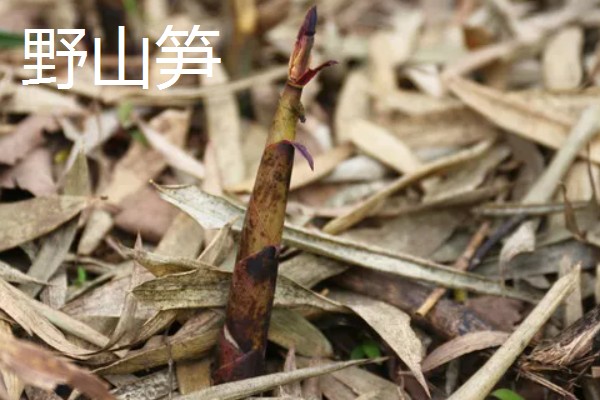 立夏适合种什么菜，可以种豌豆、笋等