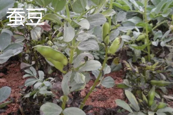 立夏适合种什么菜，可以种豌豆、笋等