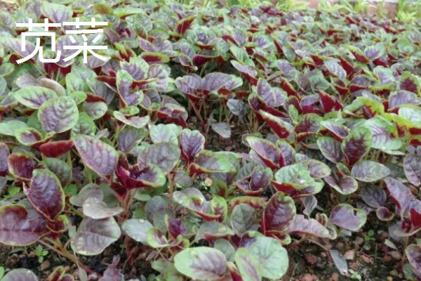 立夏适合种什么菜，可以种豌豆、笋等