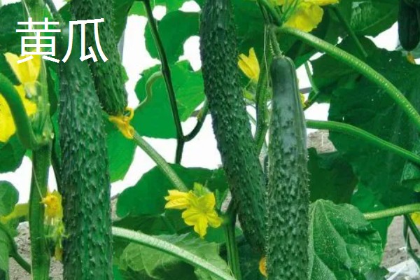立夏适合种什么菜，可以种豌豆、笋等