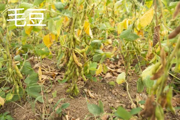 立夏适合种什么菜，可以种豌豆、笋等