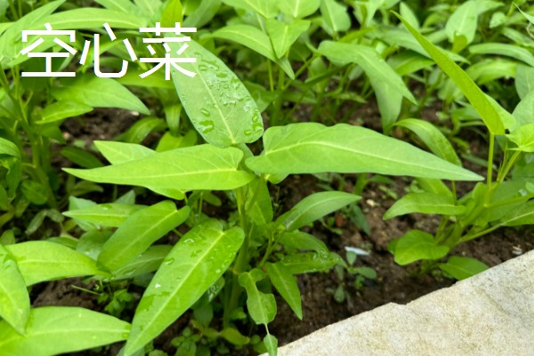 立夏适合种什么菜，可以种豌豆、笋等