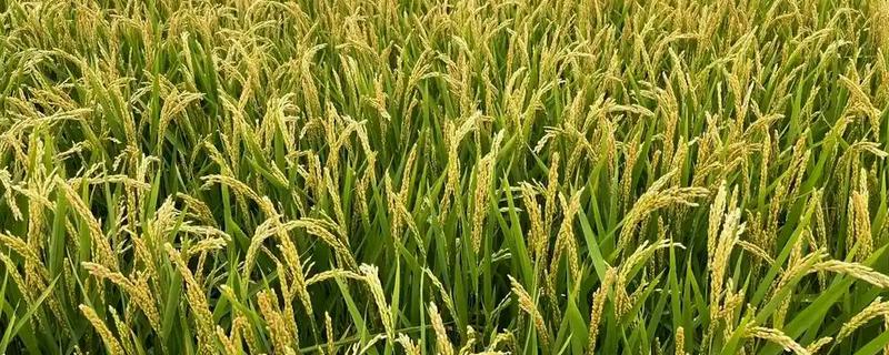 龙庆稻8号的产量表现，在区域试验中每公顷面积达到9000公斤左右