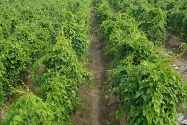 山药种薯的选择技巧，种薯要求表皮光滑、无病虫害、芽眼饱满