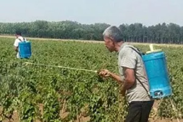 山药种薯的选择技巧，种薯要求表皮光滑、无病虫害、芽眼饱满