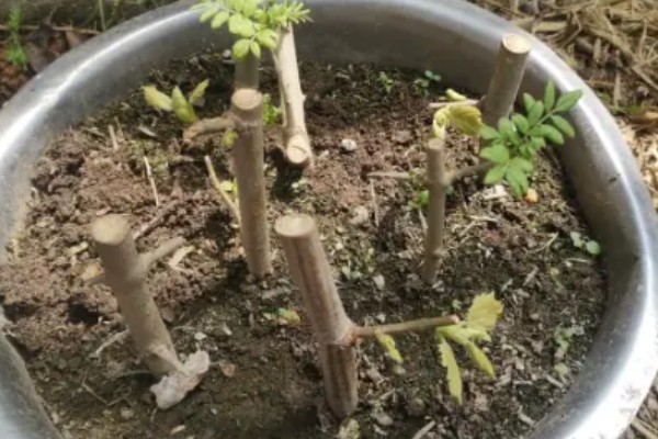 香椿树的外形特点，整个树体树干通直