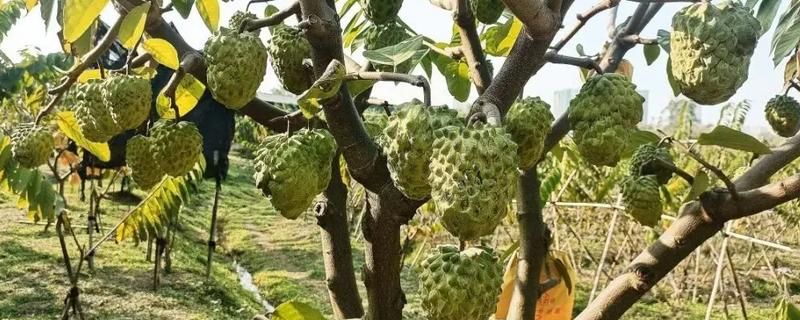 释迦果树的种植方法，适宜的生长温度为25-30℃