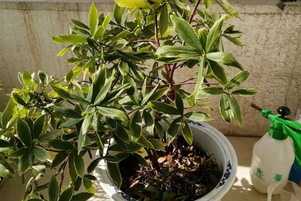 金边瑞香室内养不活的原因，可能是光照不足导致的