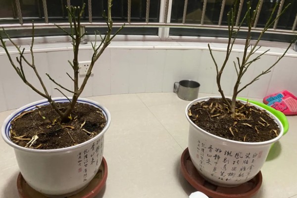 金桔移栽的注意事项，移栽前要对其进行适当的修剪