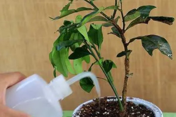 金桔移栽的注意事项，移栽前要对其进行适当的修剪