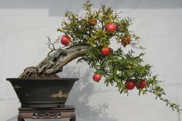 怎么养殖石榴盆栽，每天提供6小时以上的光照