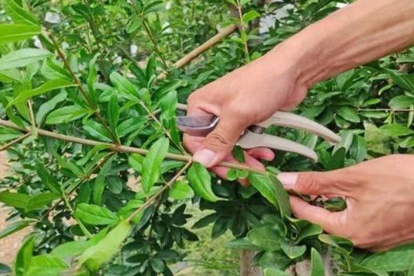 怎么养殖石榴盆栽，每天提供6小时以上的光照