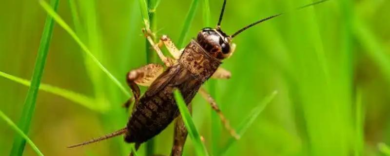 蟋蟀是害虫还是益虫，属于重要的农业害虫