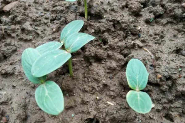 西葫芦怕什么农药，最怕敌百虫、杀螟腈等农药