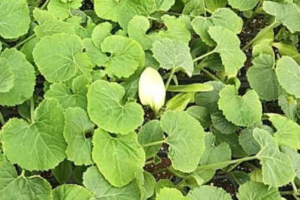 西葫芦怕什么农药，最怕敌百虫、杀螟腈等农药