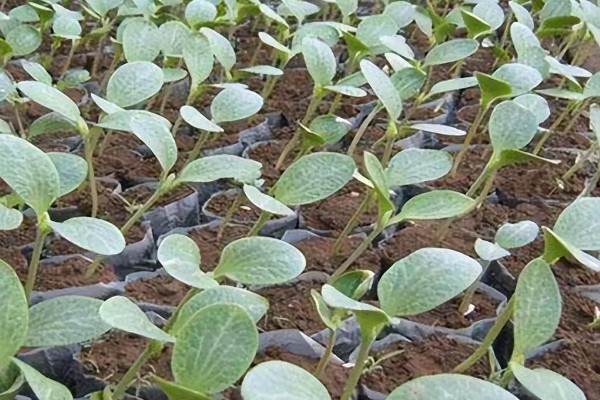 西葫芦怕什么农药，最怕敌百虫、杀螟腈等农药