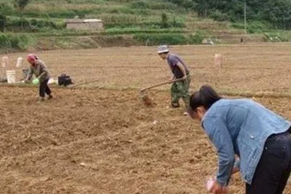 西葫芦怕什么农药，最怕敌百虫、杀螟腈等农药