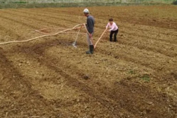 西葫芦怕什么农药，最怕敌百虫、杀螟腈等农药