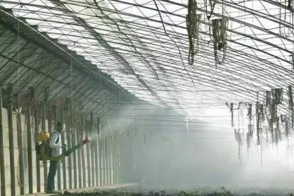 西葫芦怕什么农药，最怕敌百虫、杀螟腈等农药