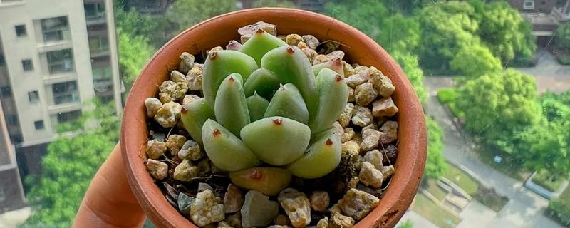 多肉小苗怎么养，上盆前将枯根直接修剪