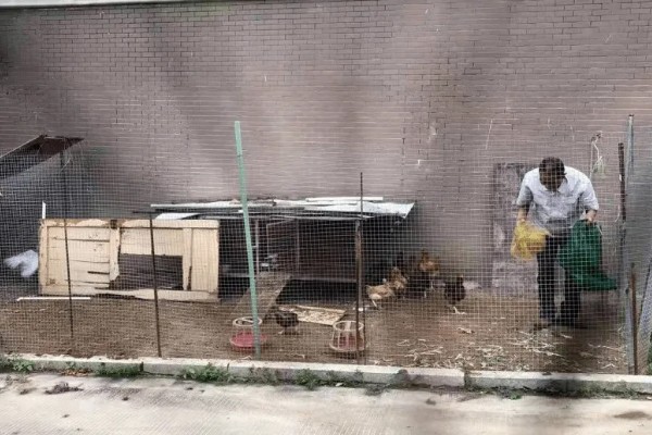 南丹瑶鸡的养殖技术，适合放养