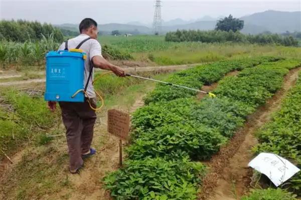 烯唑醇如何使用，针对不同病害的防治方法不同