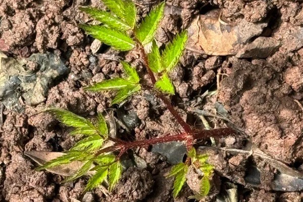 落新妇的花语，寓意夫妻恩爱、白头偕老等