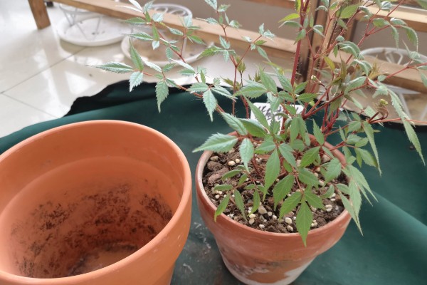 落新妇的花语，寓意夫妻恩爱、白头偕老等