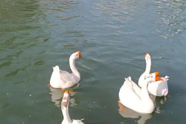 鹅多大才能下水，出壳后4-5天左右即可