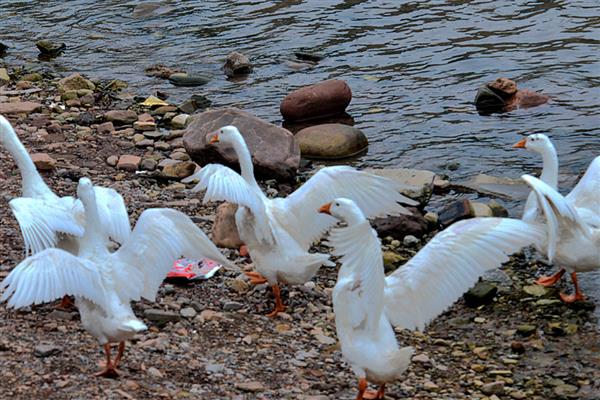 鹅多大才能下水，出壳后4-5天左右即可