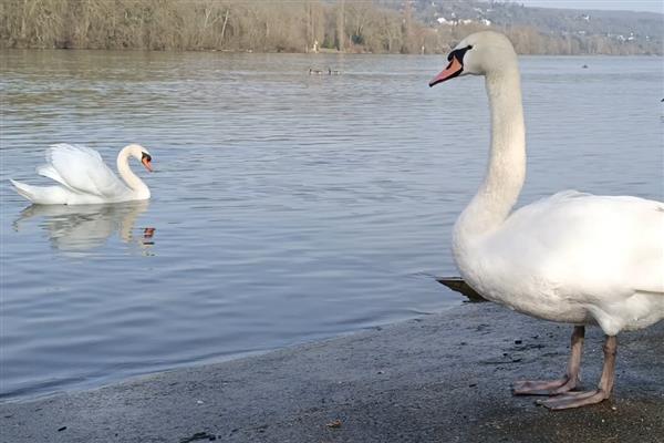 鹅多大才能下水，出壳后4-5天左右即可