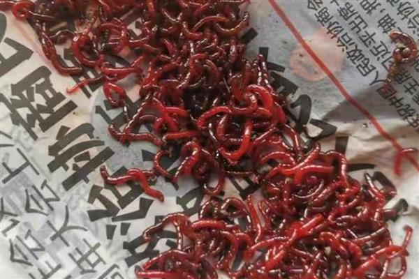 红虫公母区分方法，雄虫表皮厚实、雌虫皮薄而软