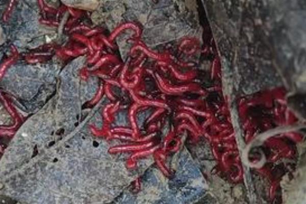 红虫公母区分方法，雄虫表皮厚实、雌虫皮薄而软