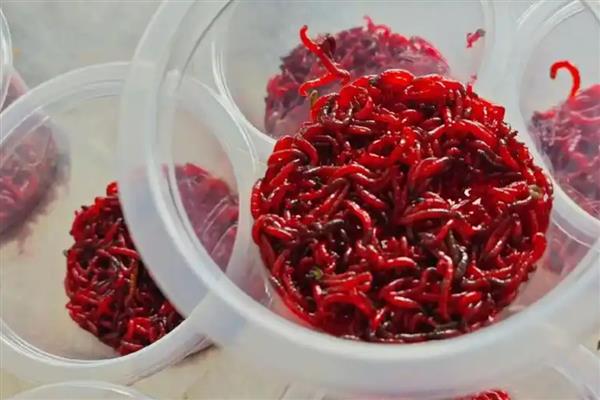 红虫公母区分方法，雄虫表皮厚实、雌虫皮薄而软