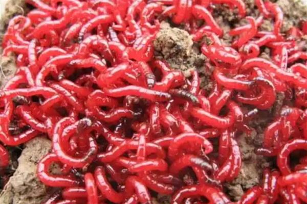 红虫公母区分方法，雄虫表皮厚实、雌虫皮薄而软