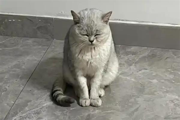 猫感冒的症状，表现为打喷嚏、流清水鼻涕等