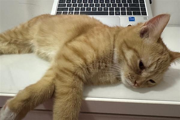 猫感冒的症状，表现为打喷嚏、流清水鼻涕等