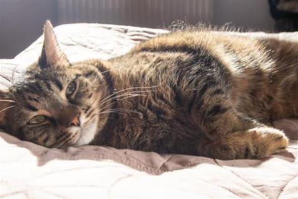 猫感冒的症状，表现为打喷嚏、流清水鼻涕等