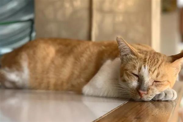 猫感冒的症状，表现为打喷嚏、流清水鼻涕等