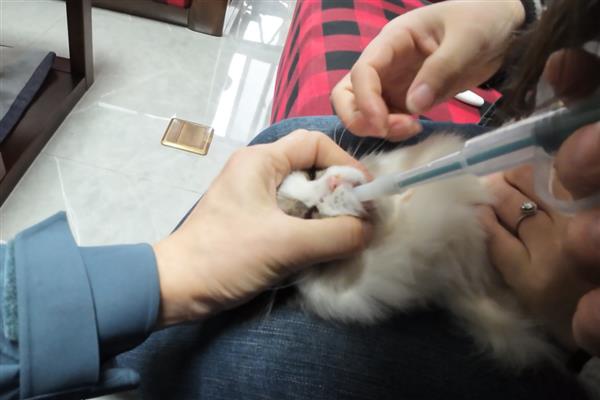 猫感冒的症状，表现为打喷嚏、流清水鼻涕等