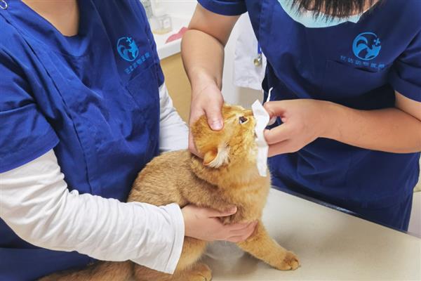 猫感冒的症状，表现为打喷嚏、流清水鼻涕等