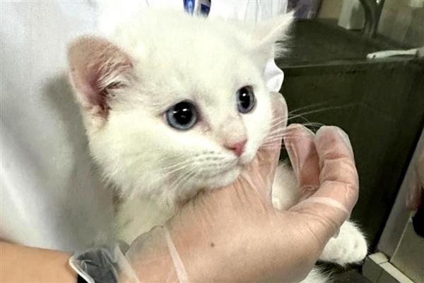 猫感冒的症状，表现为打喷嚏、流清水鼻涕等