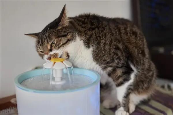 猫咪中毒怎么处理，需根据中毒的阶段和状态来决定