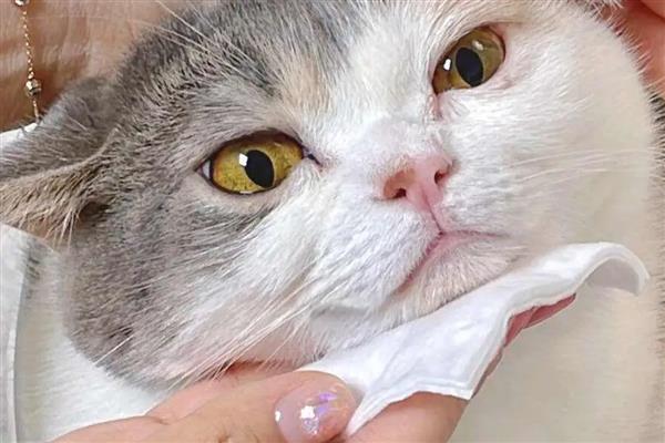 猫咪中毒怎么处理，需根据中毒的阶段和状态来决定