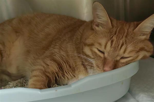 猫咪中毒怎么处理，需根据中毒的阶段和状态来决定