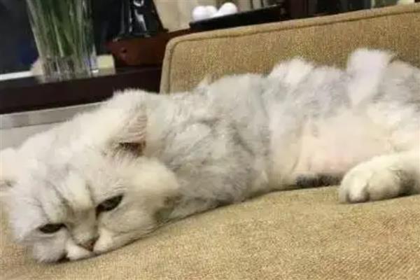 猫咪中毒怎么处理，需根据中毒的阶段和状态来决定