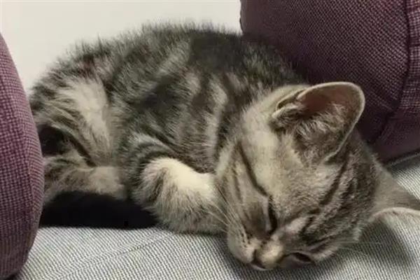 猫咪中毒怎么处理，需根据中毒的阶段和状态来决定